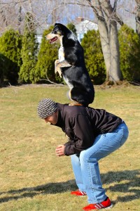 Jake doing a trick with LEDR Dog Training