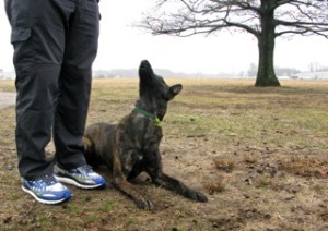 Ruger the Dutch Shepherd looking up at LEDR Dog Training