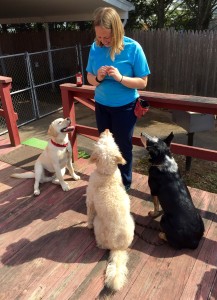 LEDR Dog Training's Laura DeMaio Roy with three students.