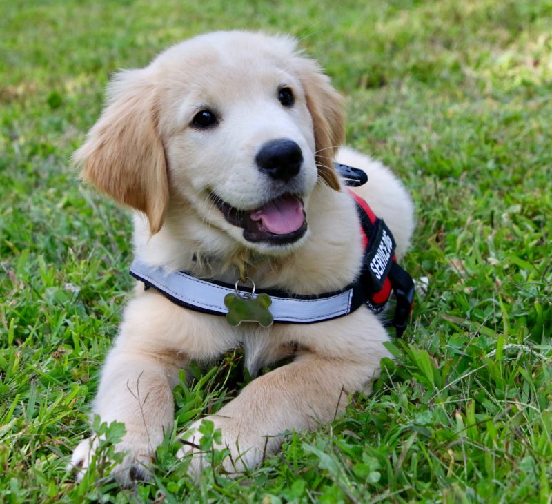 Service dog deals puppy training